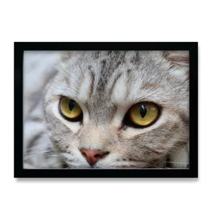 Quadro decorativo Gato Gatinho SKU: 377gt