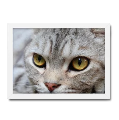 Quadro decorativo Gato Gatinho SKU: 377gt