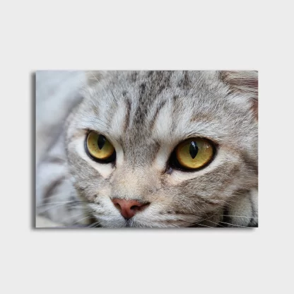 Quadro decorativo Gato Gatinho SKU: 377gt