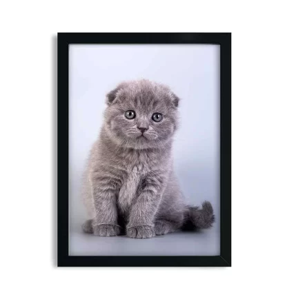 Quadro decorativo Gato Gatinho SKU: 401gt