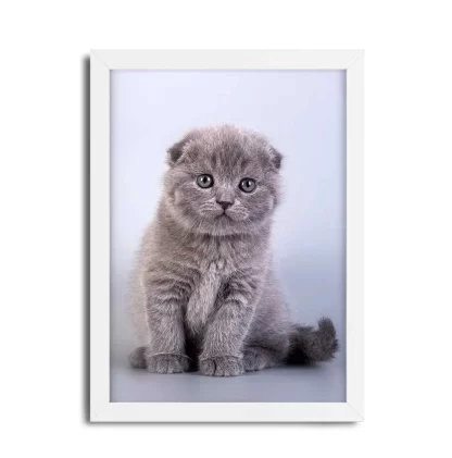 Quadro decorativo Gato Gatinho SKU: 401gt