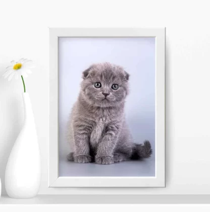 Quadro decorativo Gato Gatinho SKU: 401gt